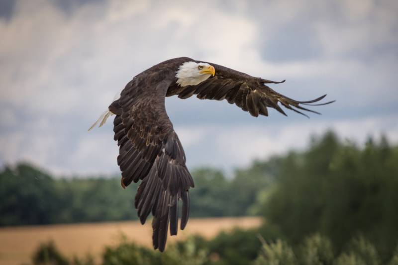 Rapace du parc ornithologique  d'Upie
