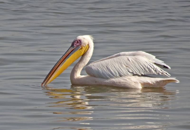 Pélican Blanc du parc ornithologique d'Upie